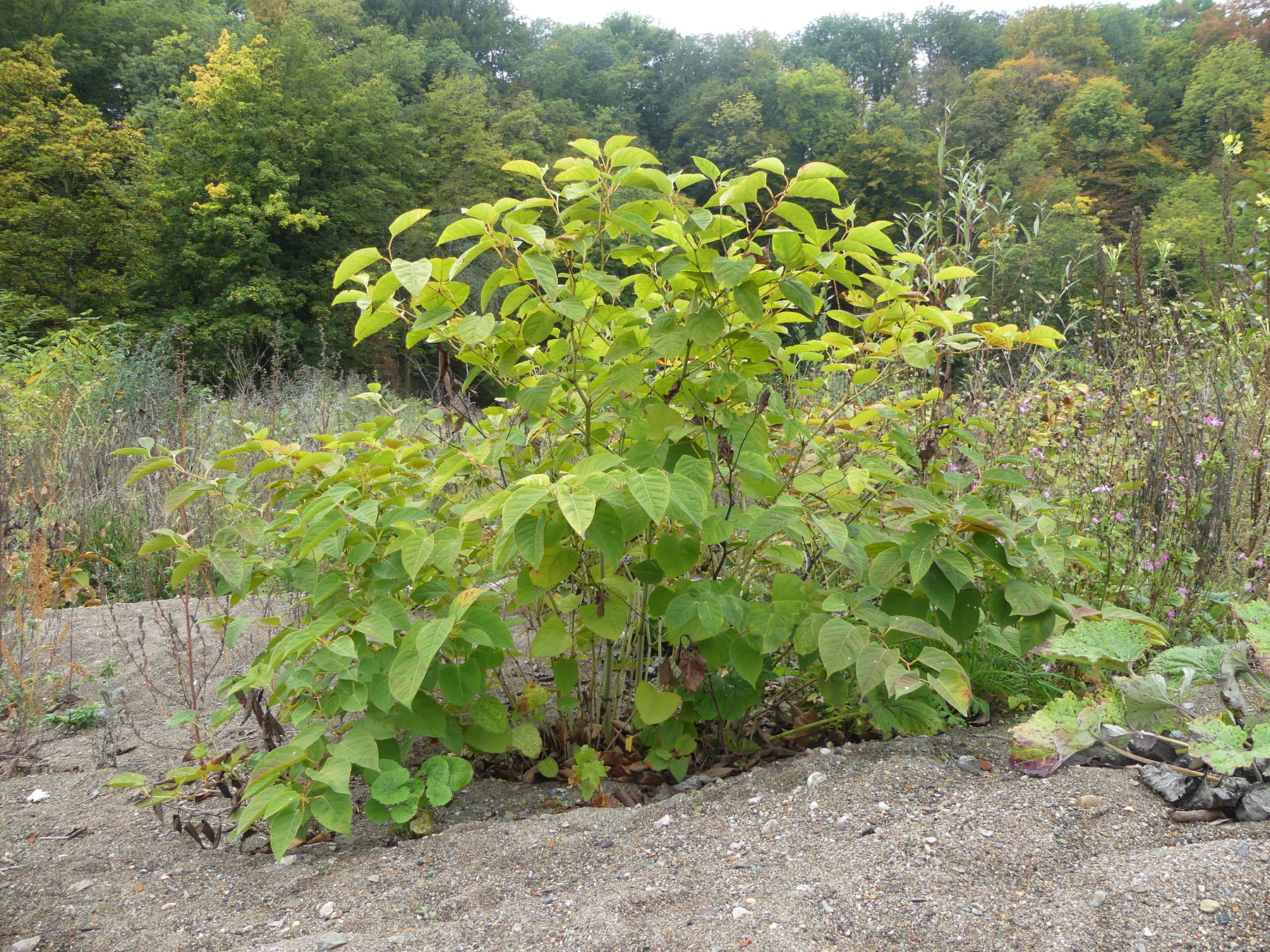 les-renou-es-asiatiques-la-biodiversit-en-wallonie